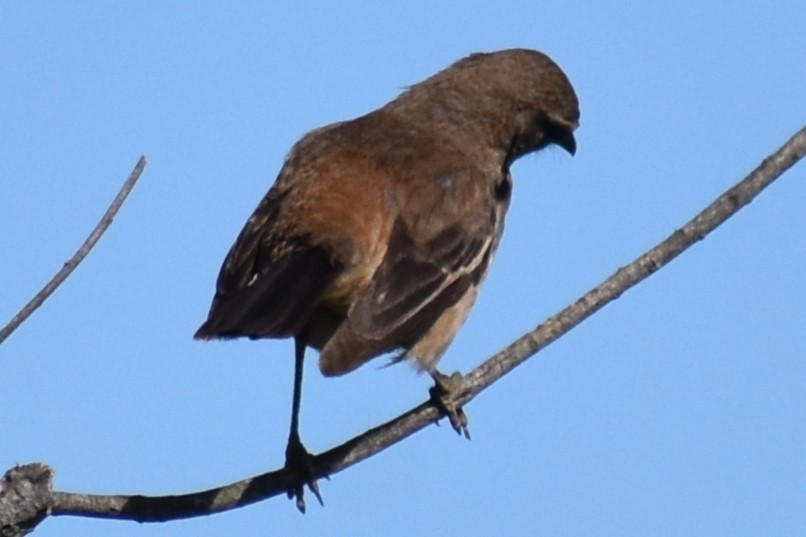 White-banded Mockingbird - ML644383605