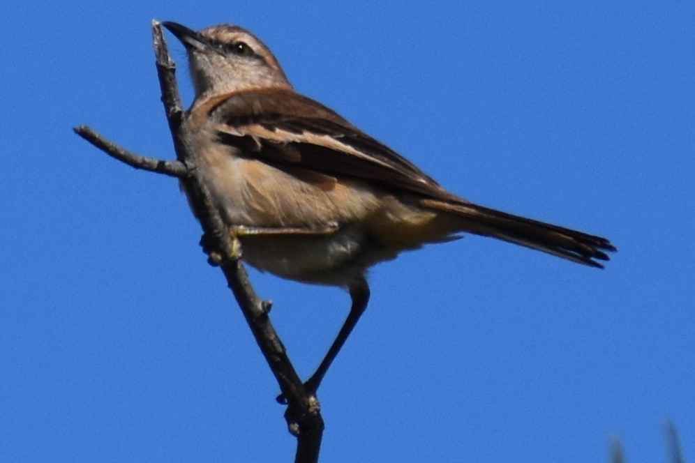 White-banded Mockingbird - ML644383607
