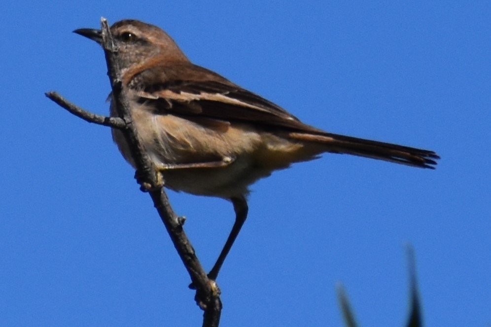 White-banded Mockingbird - ML644383608