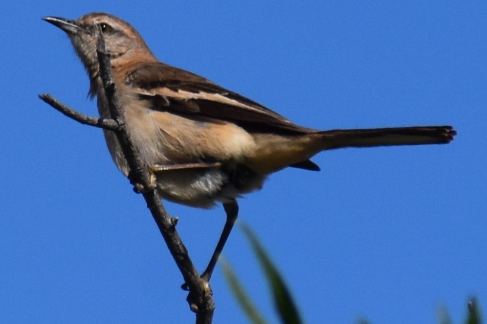 White-banded Mockingbird - ML644383609