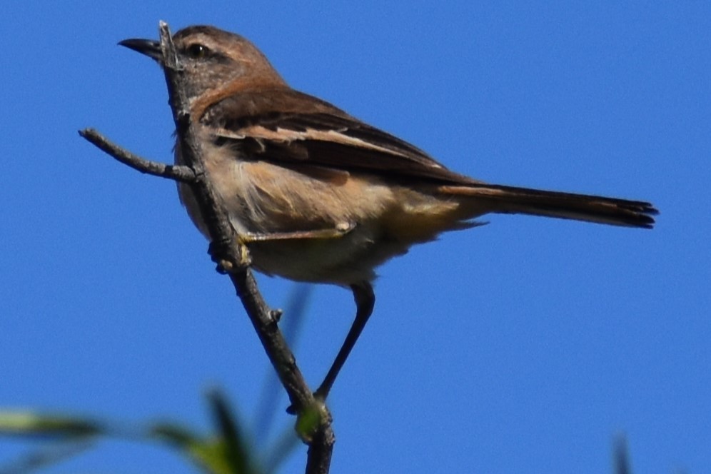 White-banded Mockingbird - ML644383610
