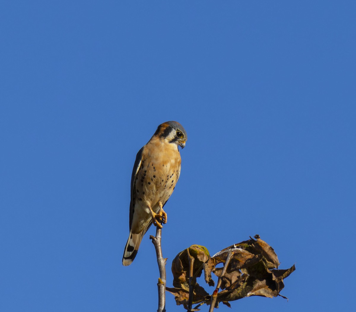 Боривітер американський - ML644383613