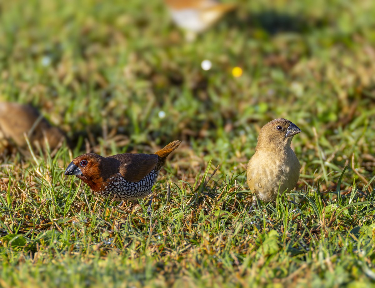 Мунія іржаста - ML644383619