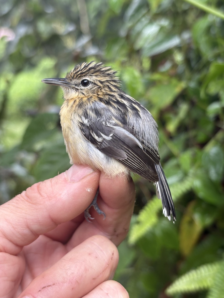 stripebrystmaursmett - ML644383620