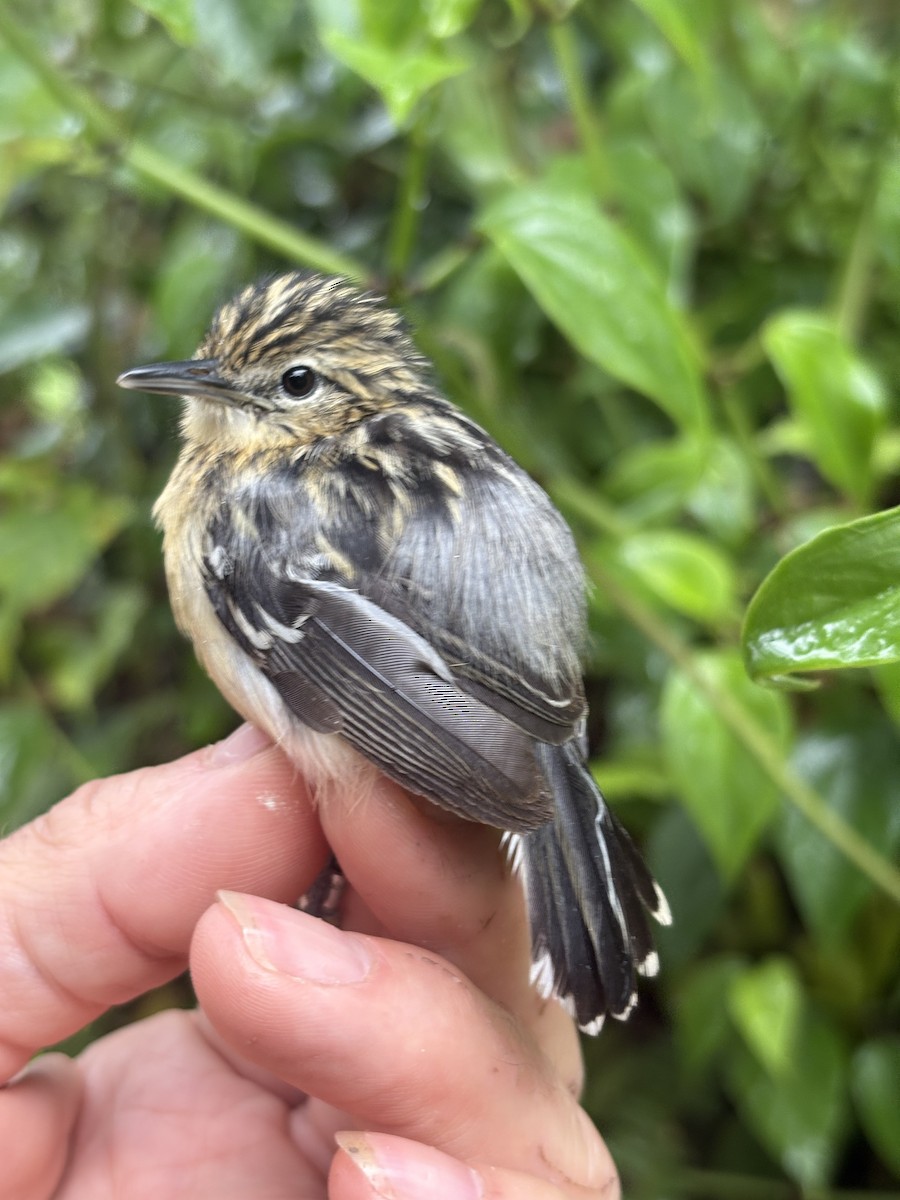 stripebrystmaursmett - ML644383621