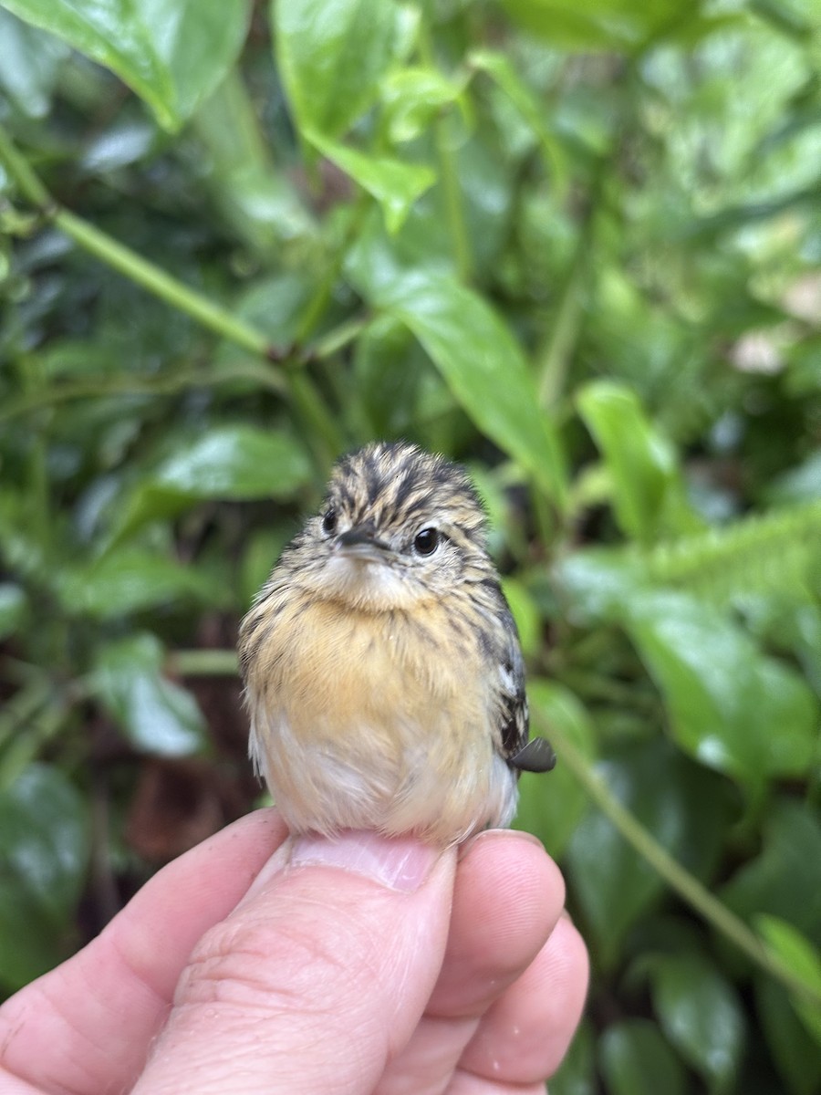 stripebrystmaursmett - ML644383622