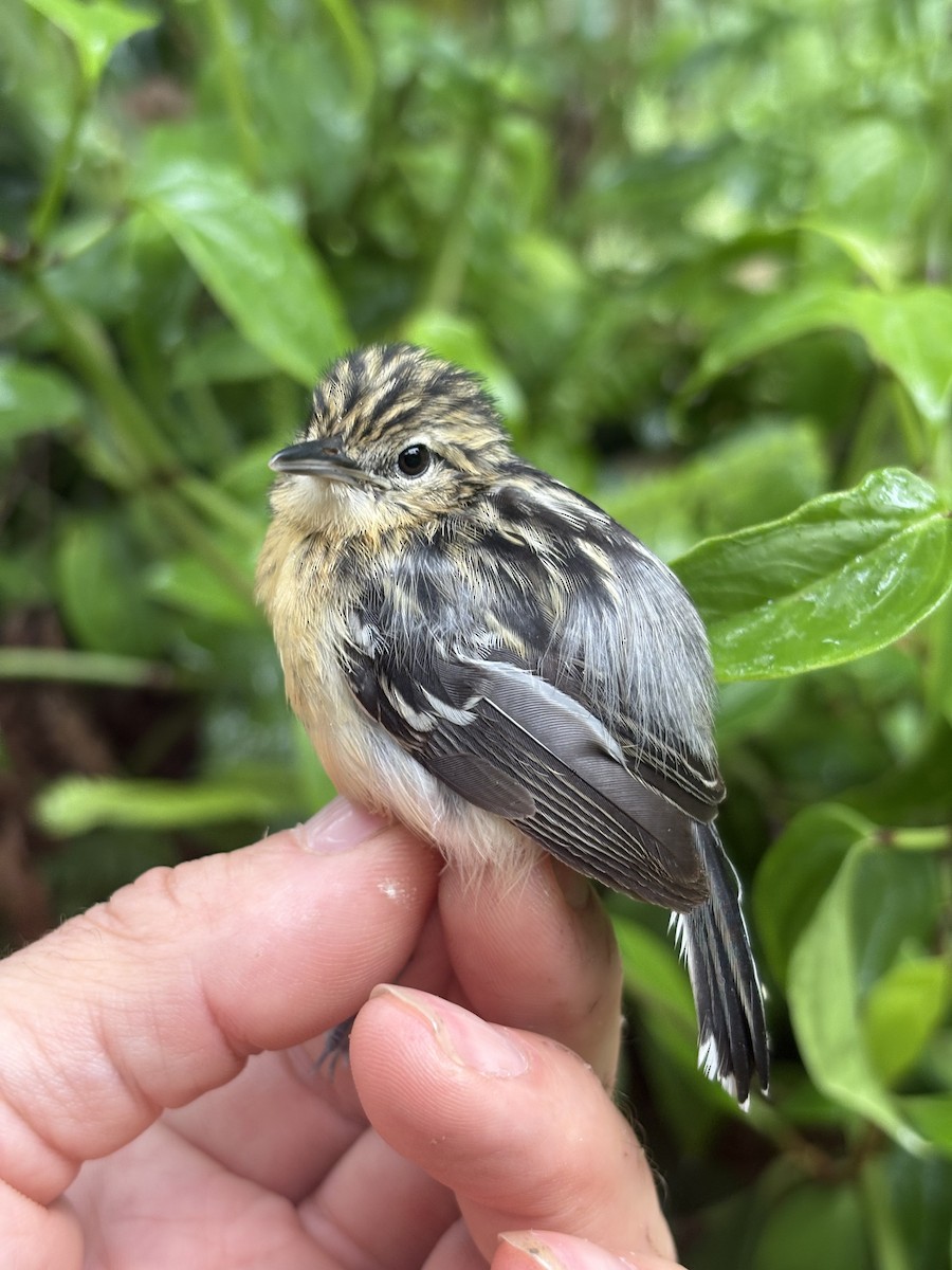 stripebrystmaursmett - ML644383623