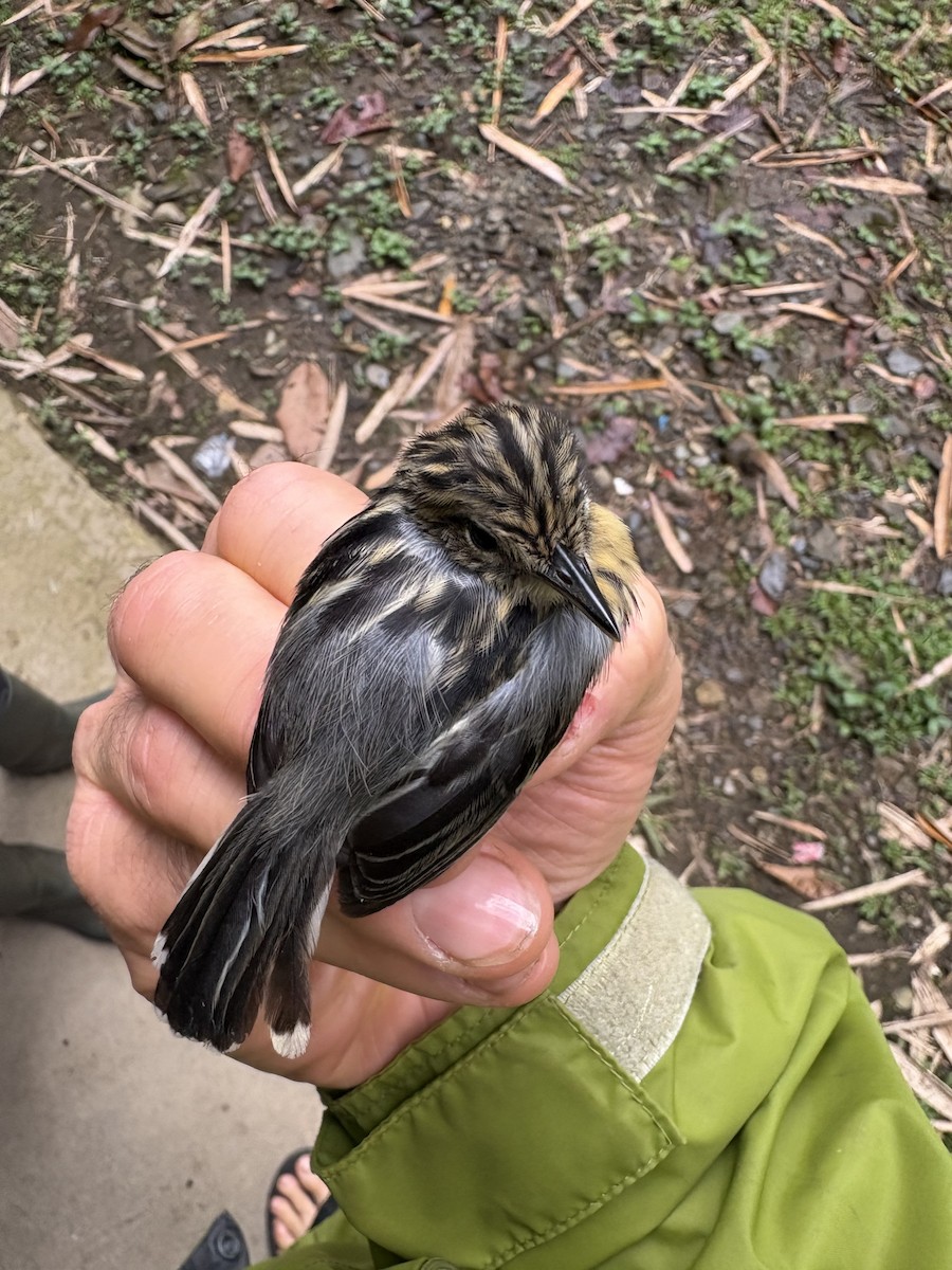 stripebrystmaursmett - ML644383624