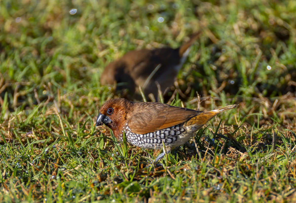 Мунія іржаста - ML644383626