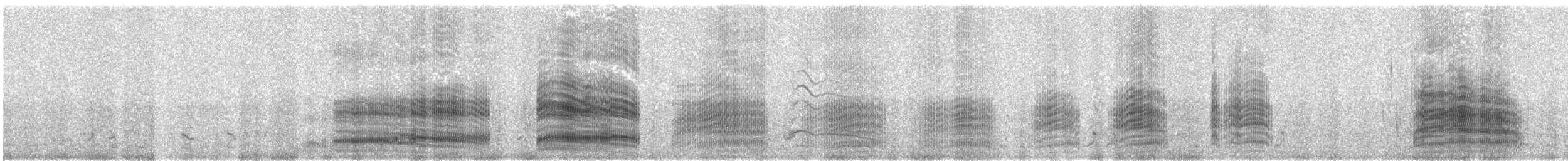 Gray-hooded Gull - ML644383636