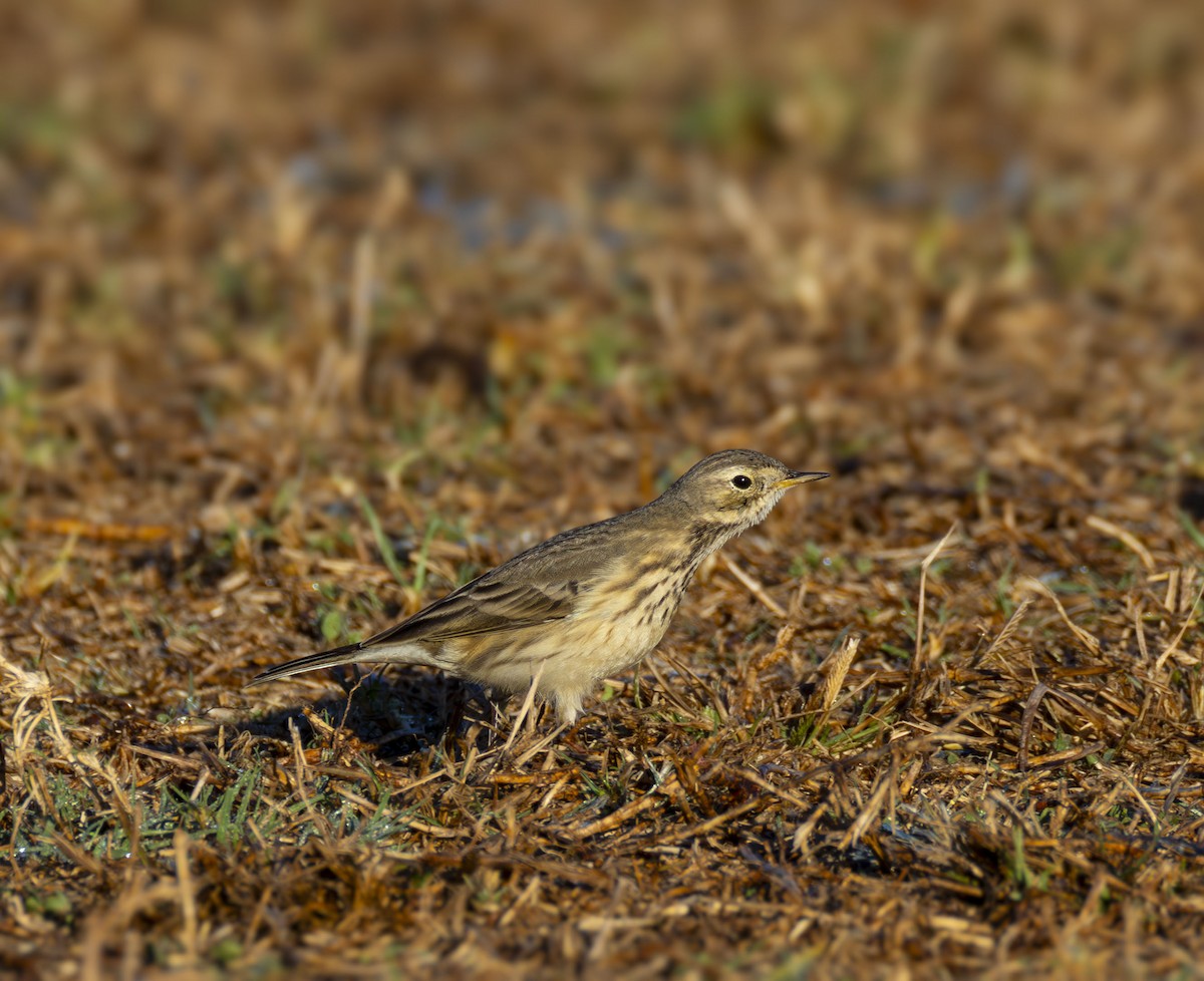 Щеврик американський - ML644383637