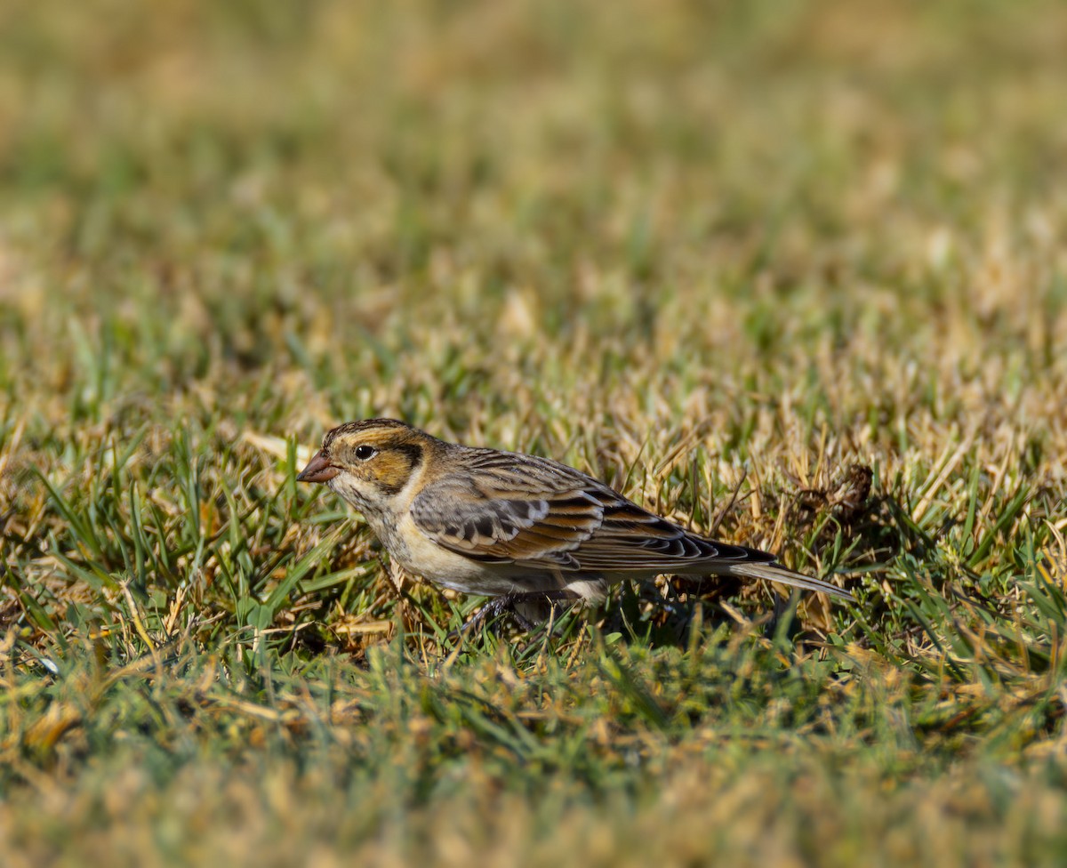 Подорожник лапландський - ML644383647