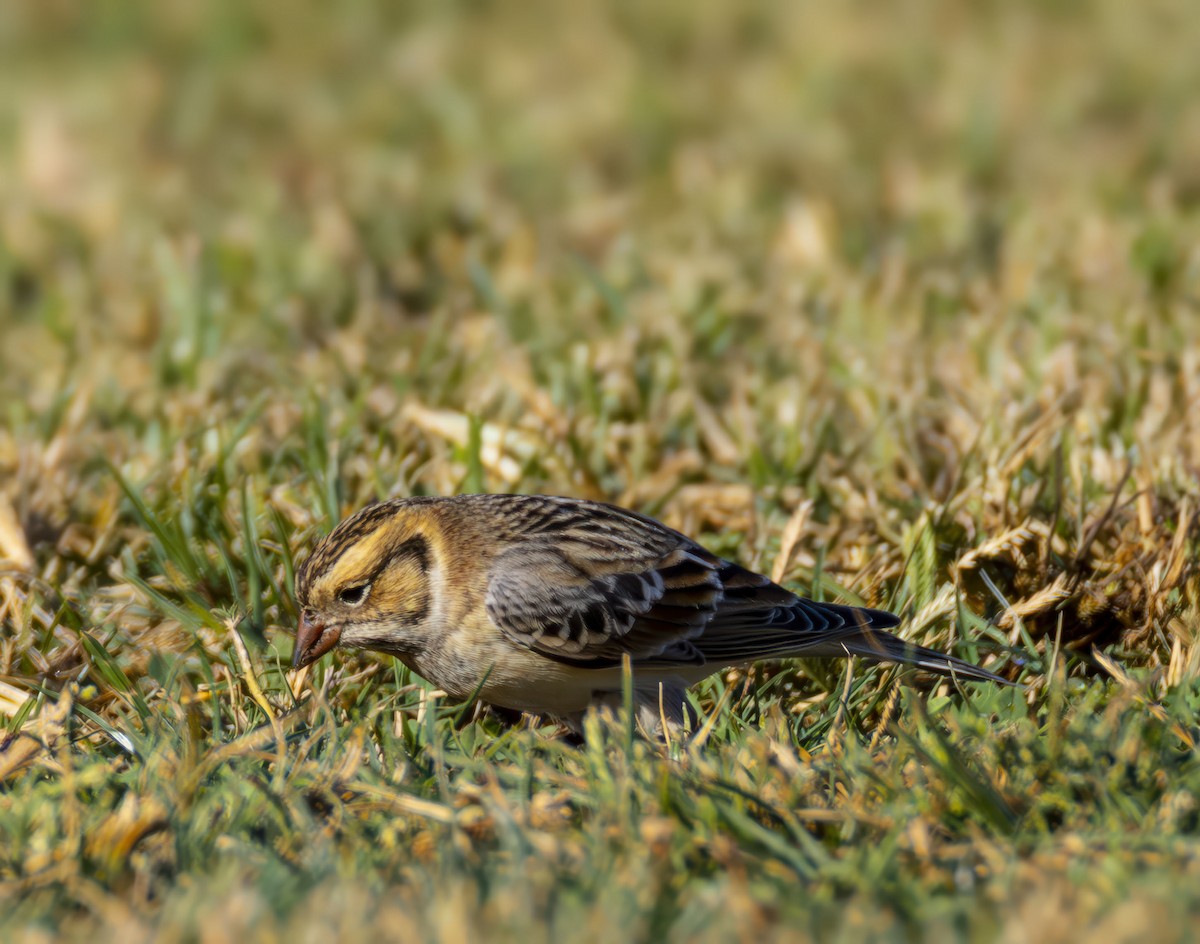 Подорожник лапландський - ML644383653