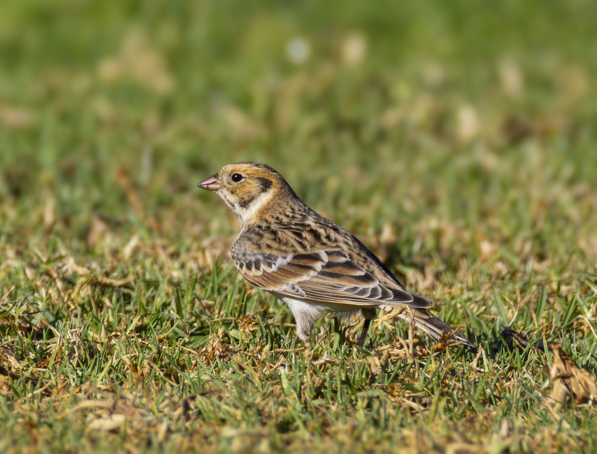 Подорожник лапландський - ML644383656