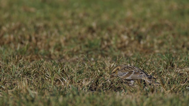 Подорожник лапландський - ML644383659