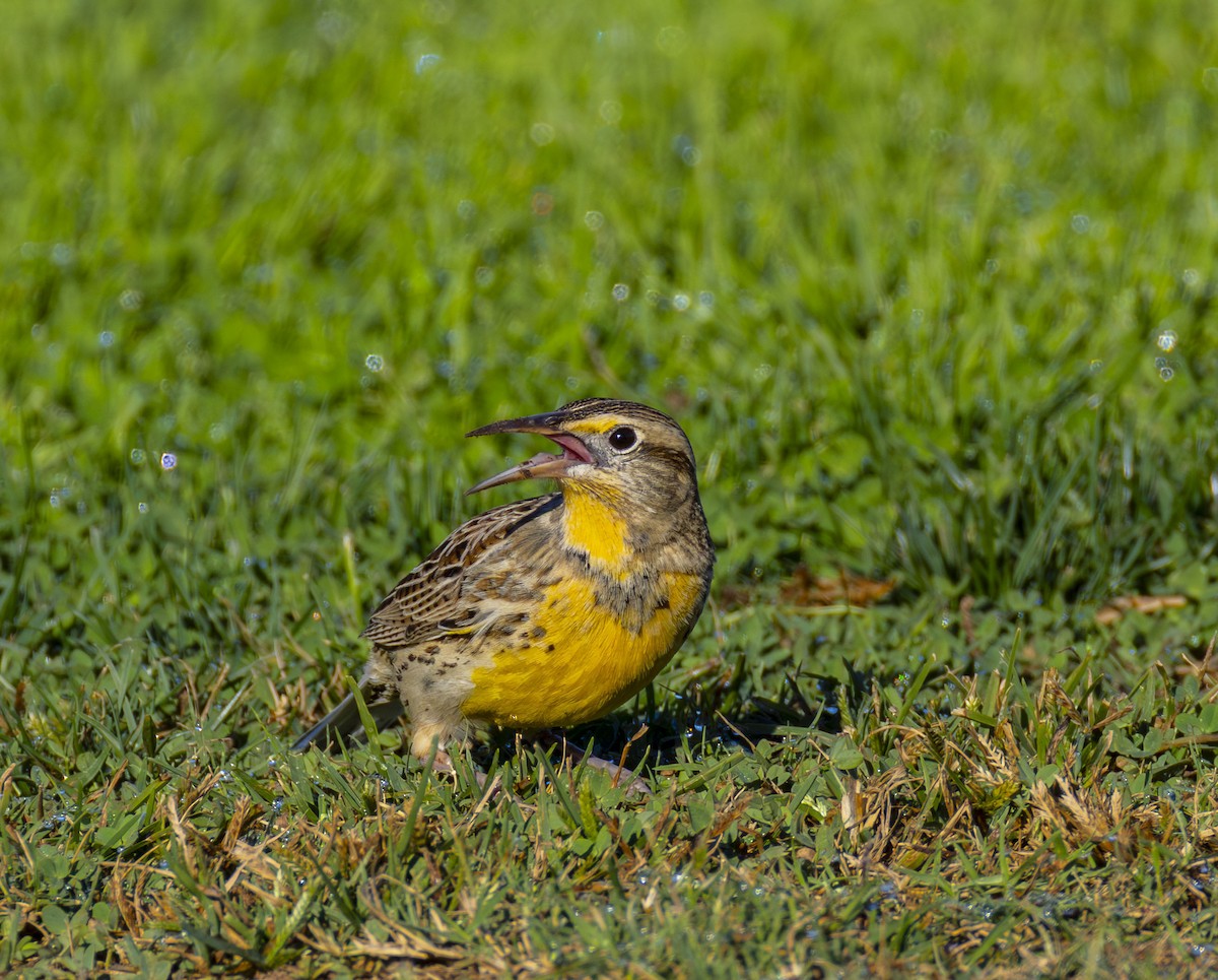 Шпаркос західний - ML644383669