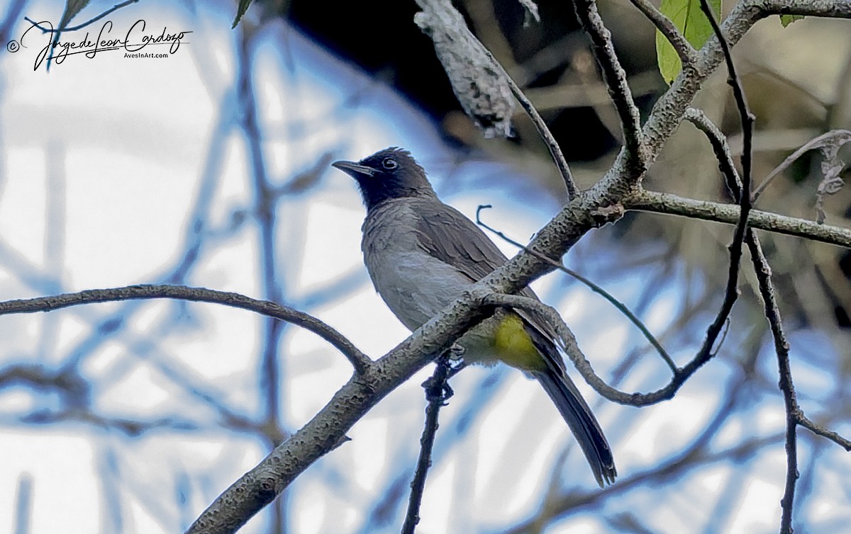 בולבול אפריקני - ML644383671