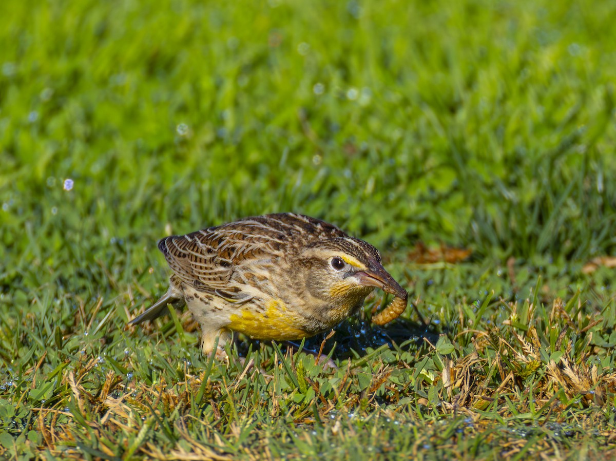 Шпаркос західний - ML644383673