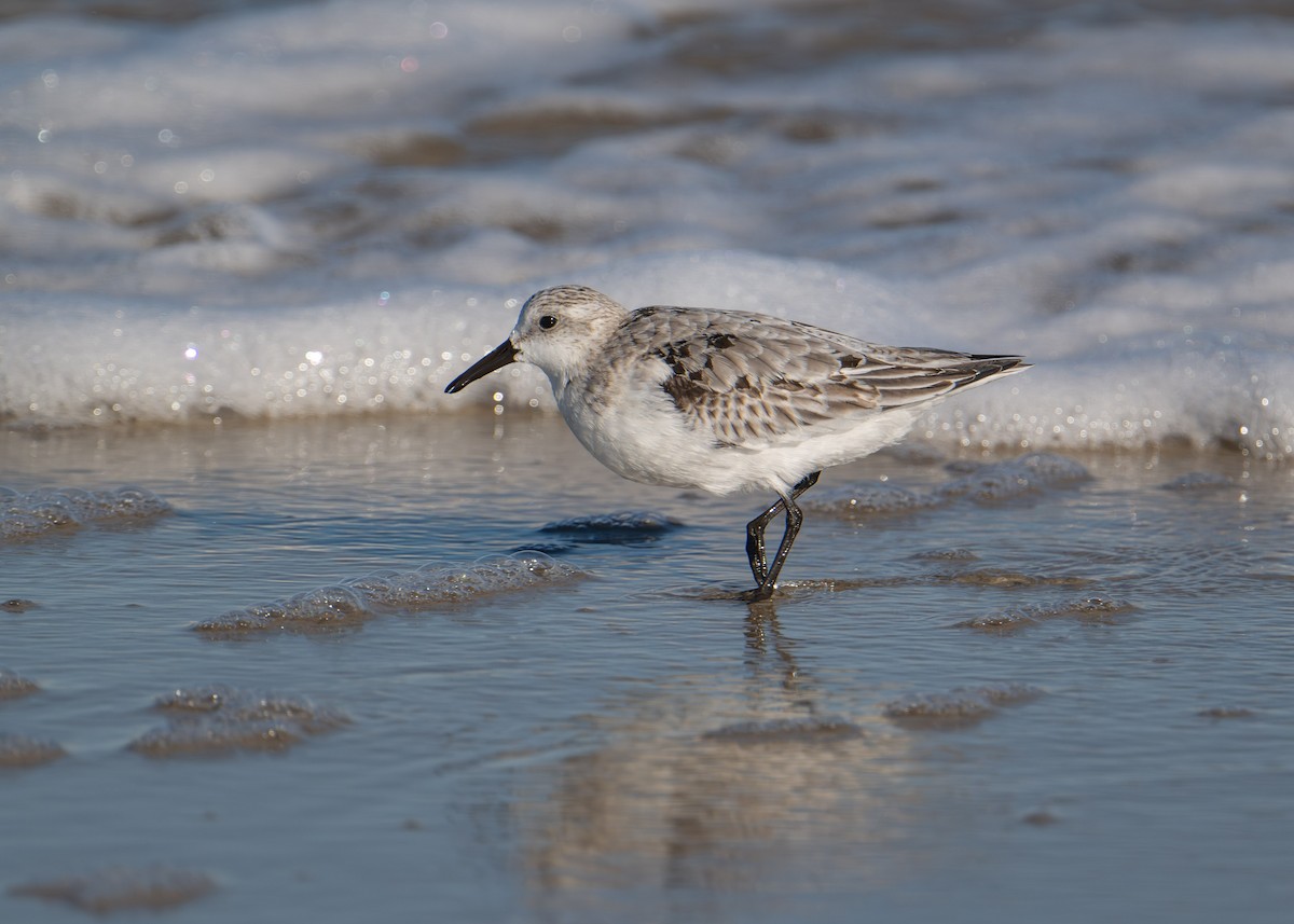 Sanderling - ML644383679