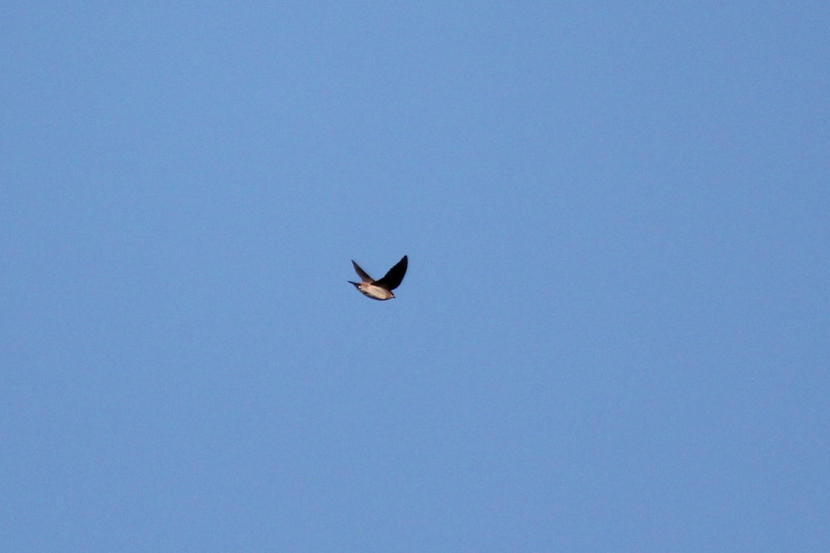 Cave Swallow - ML644383689