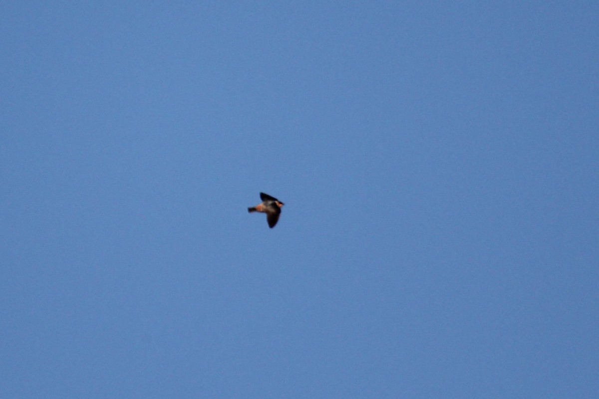 Cave Swallow - ML644383690