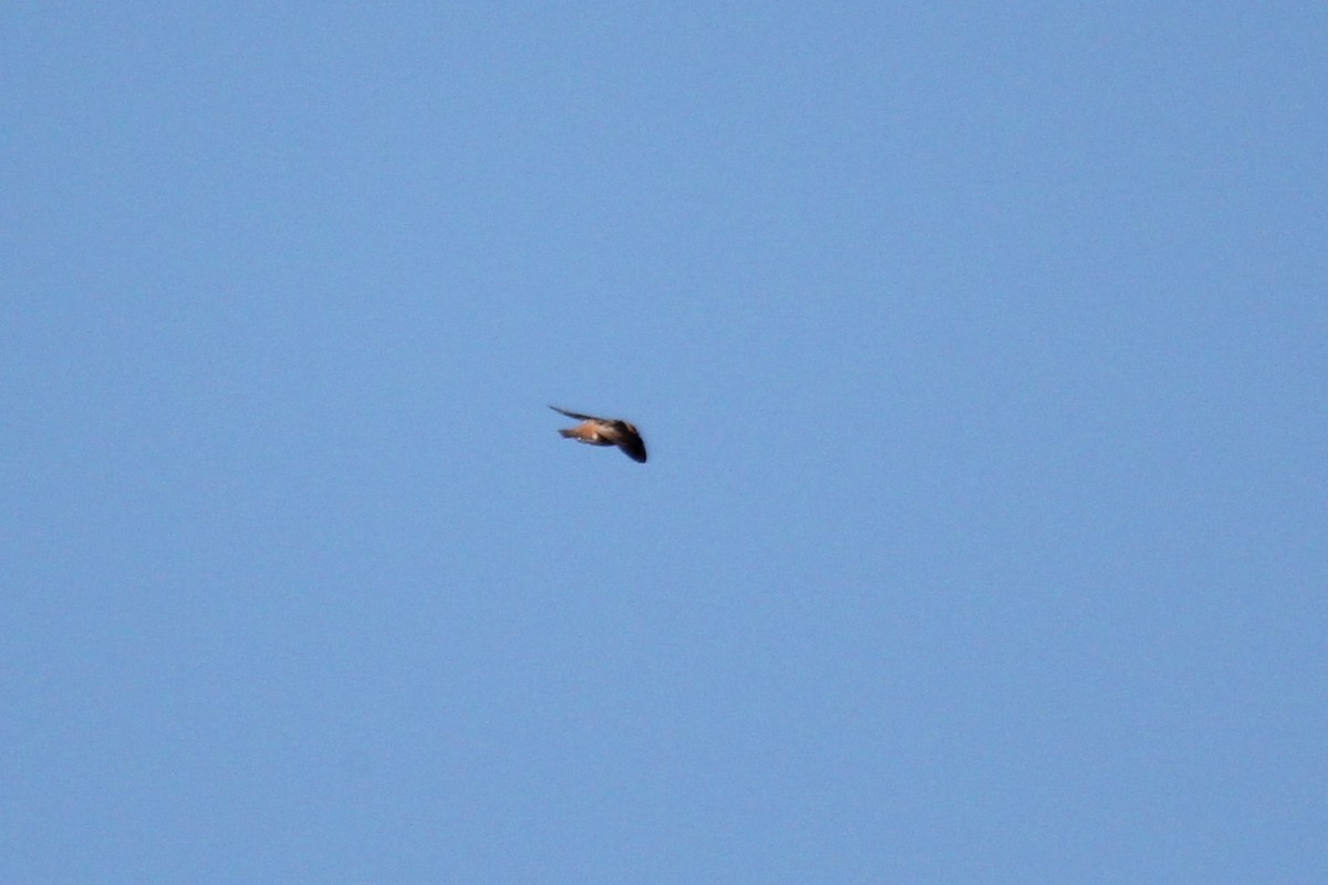 Cave Swallow - ML644383691