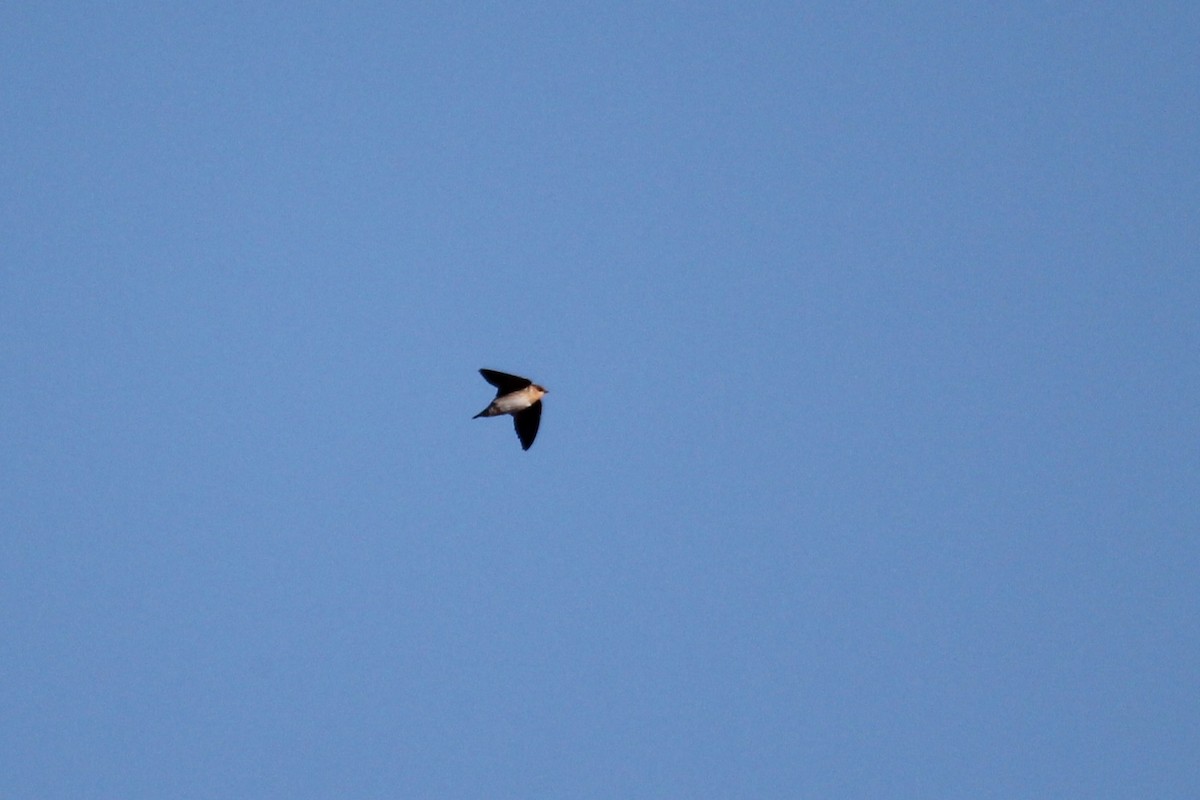 Hirondelle à front brun - ML644383692