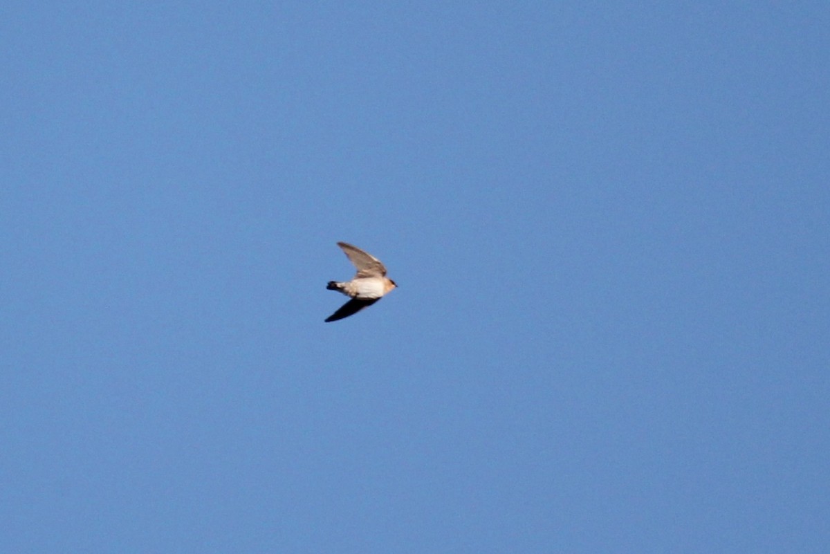 Cave Swallow - ML644383693