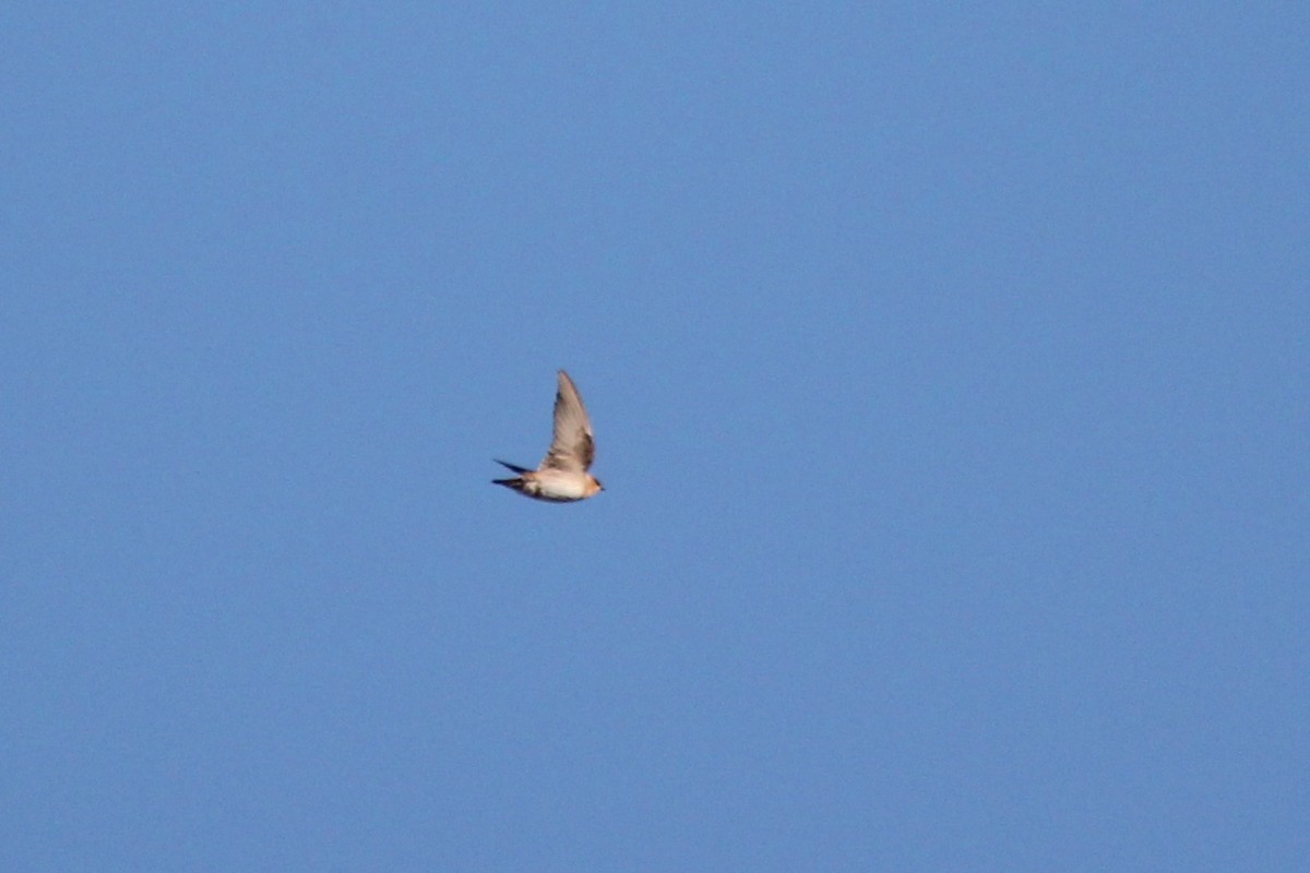 Hirondelle à front brun - ML644383695