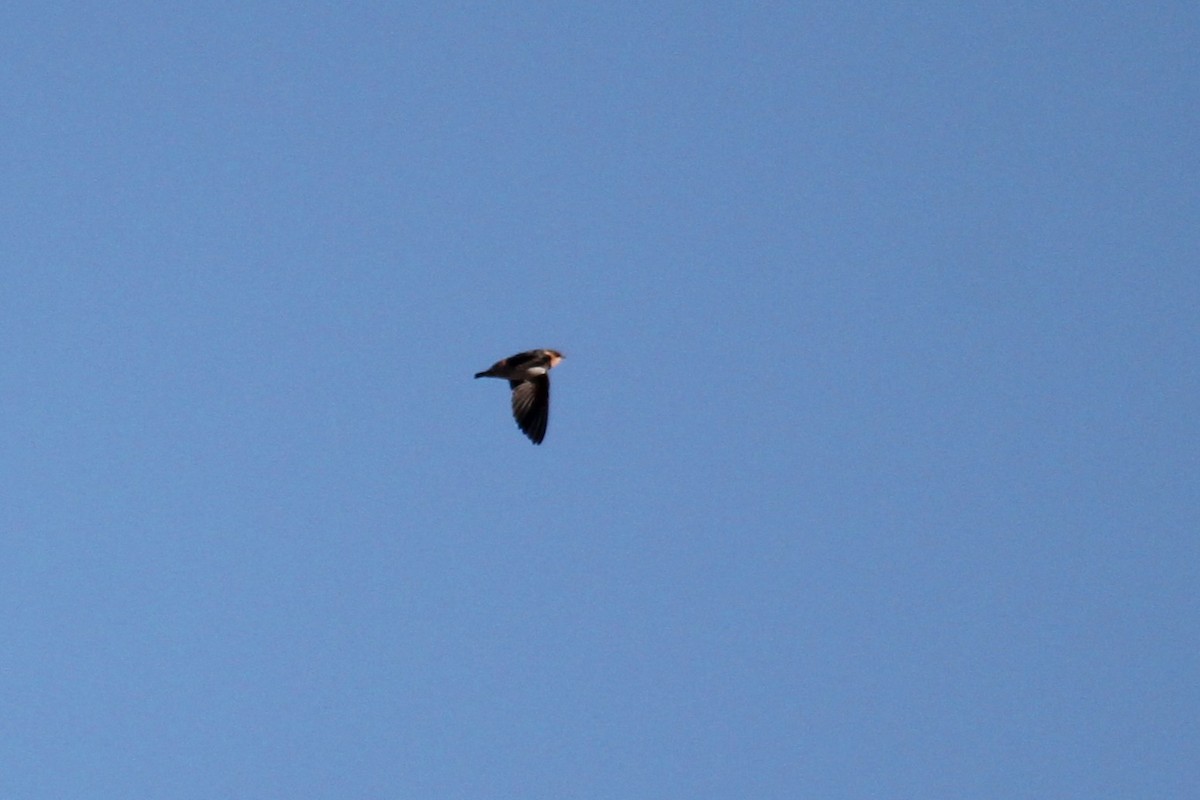 Hirondelle à front brun - ML644383696