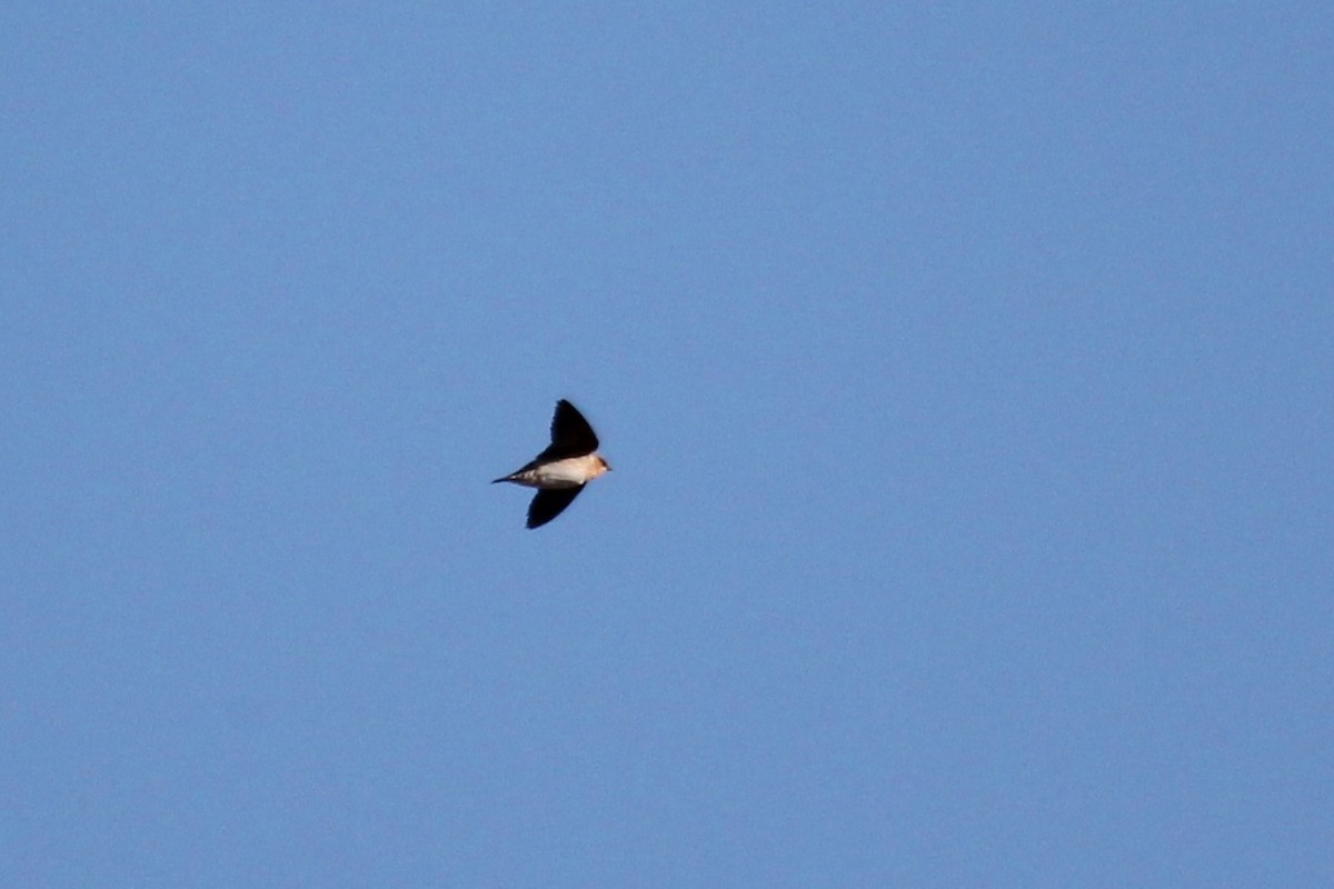 Cave Swallow - ML644383697