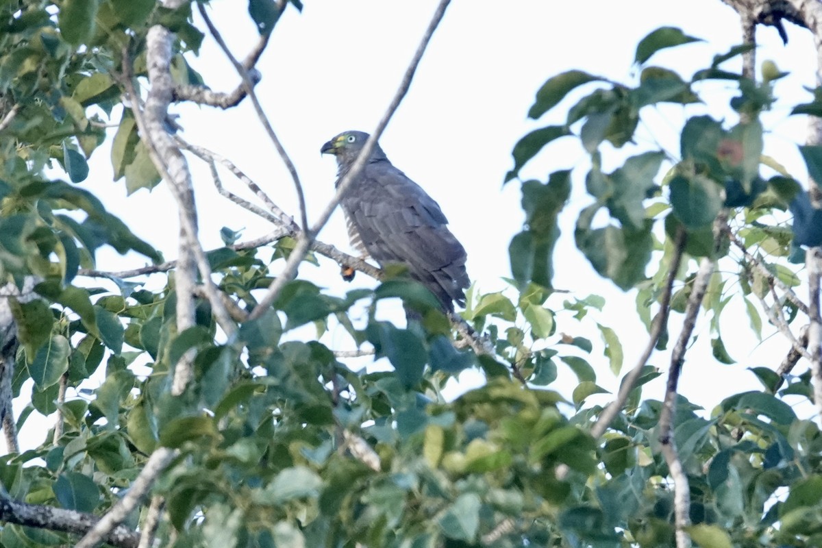 Hook-billed Kite - ML644383702