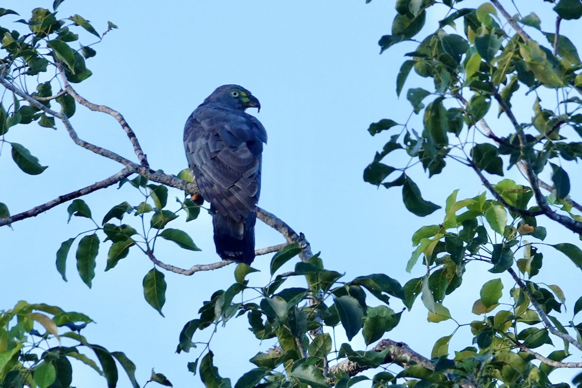 Hook-billed Kite - ML644383703