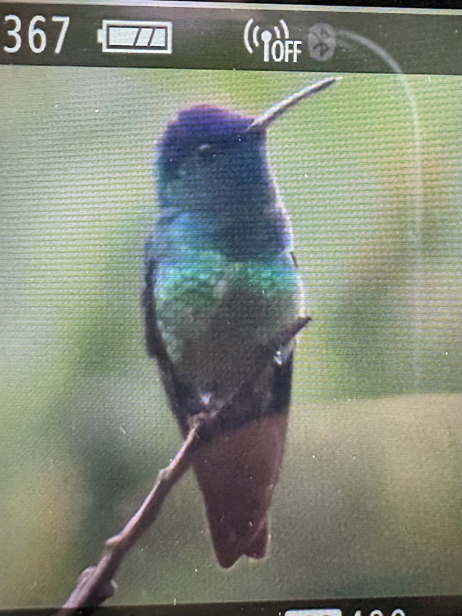 コガネオハチドリ - ML644383713