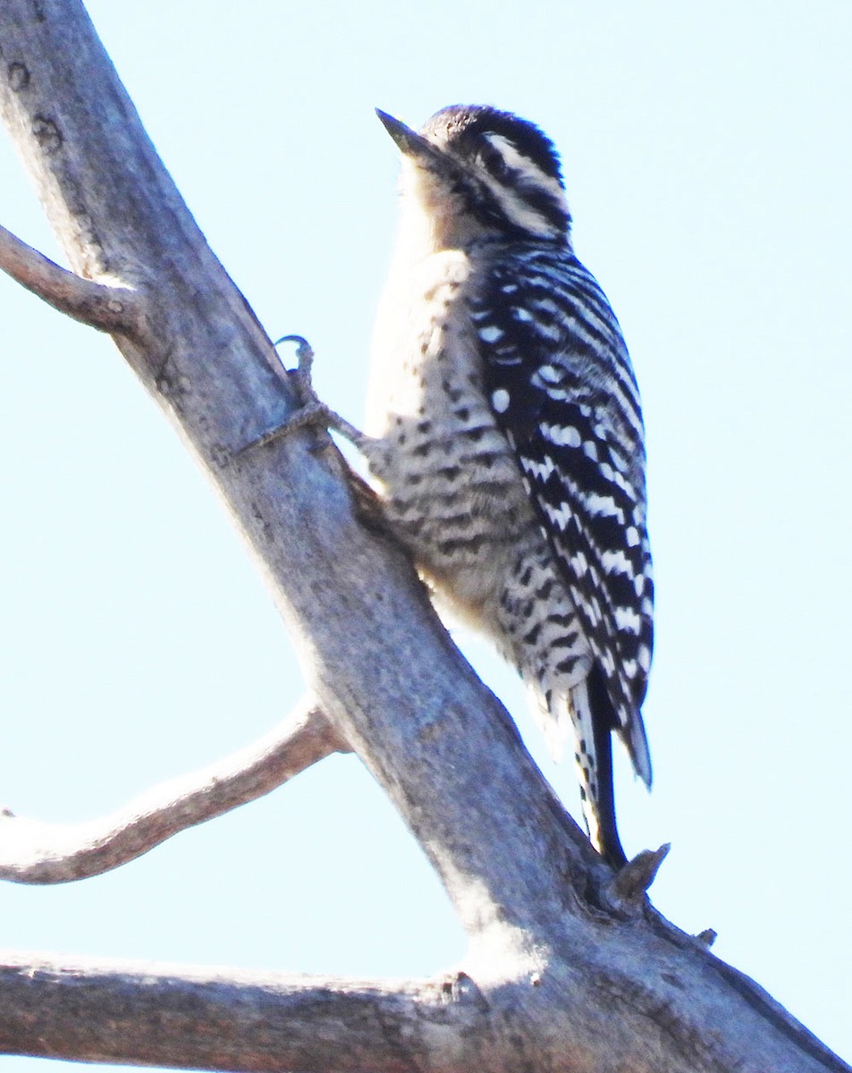 シマアカゲラ - ML644383721