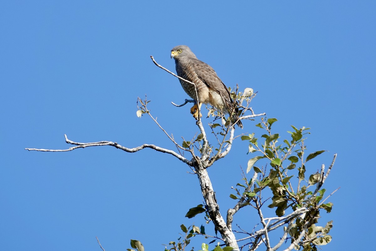 Yol Şahini - ML644383723