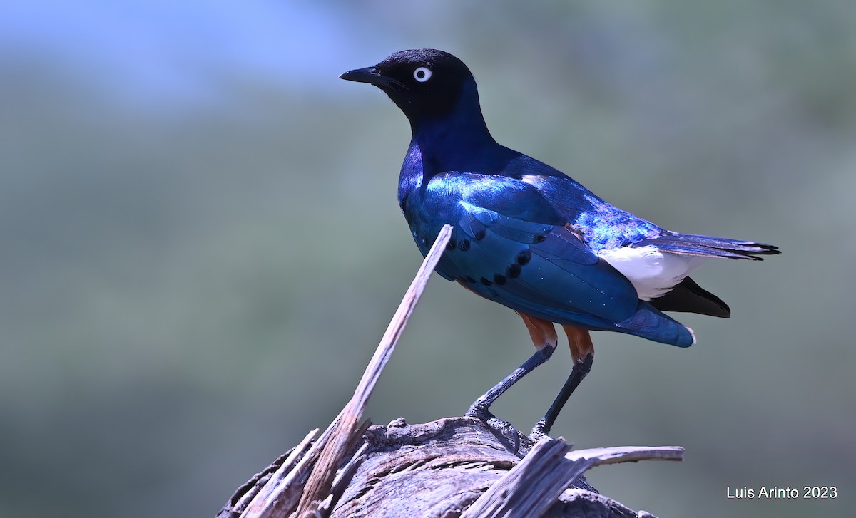 Estornino Soberbio - ML644383727