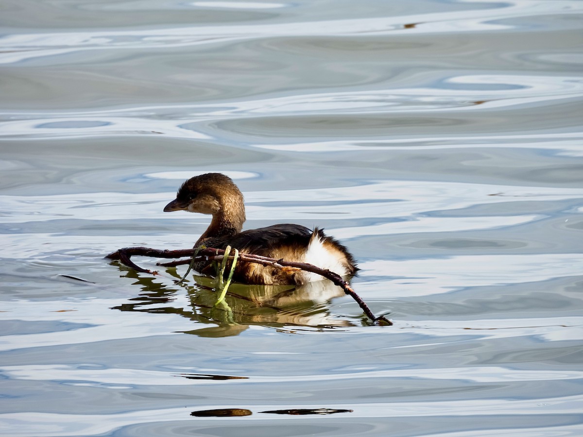 Bindentaucher - ML644383742