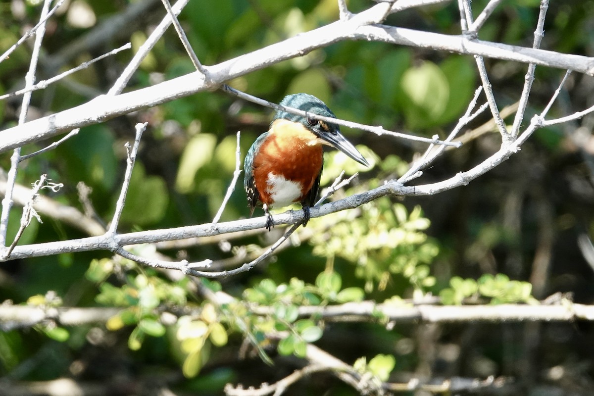 bronseisfugl - ML644383758