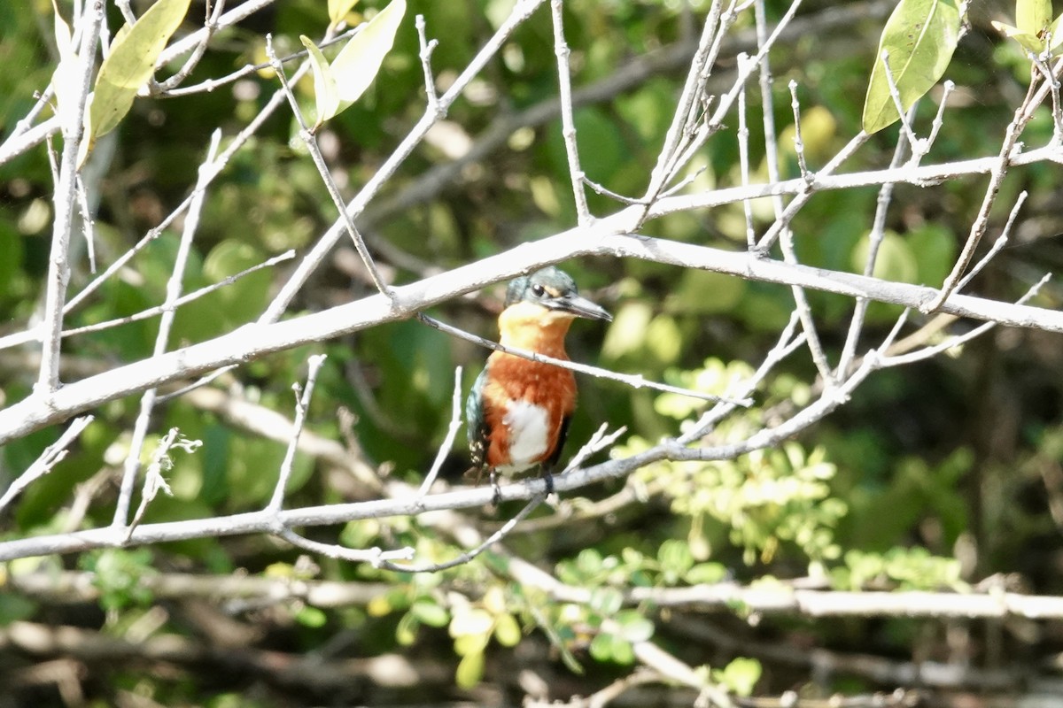 bronseisfugl - ML644383759