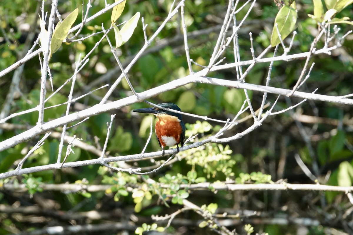 bronseisfugl - ML644383760