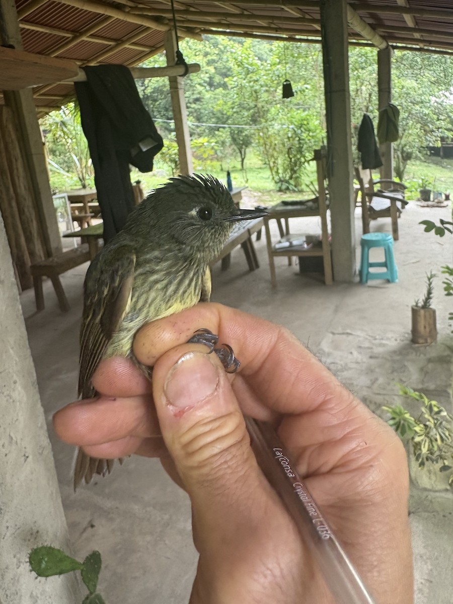 Тиранчик-мухолюб зелений - ML644383762