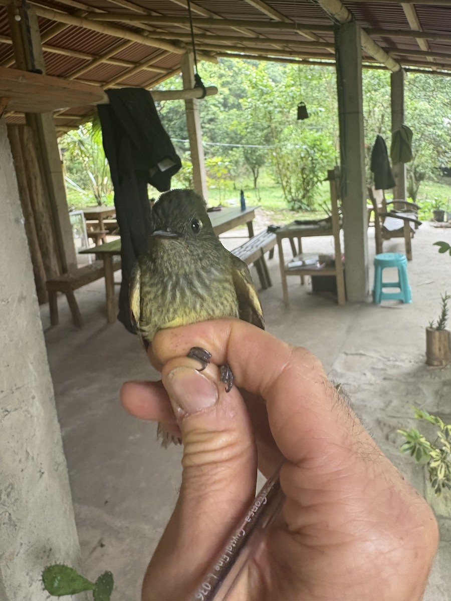 Тиранчик-мухолюб зелений - ML644383763