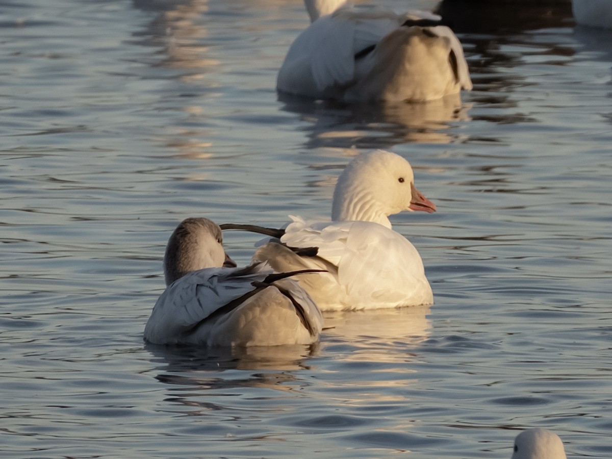 Zwergschneegans - ML644383774