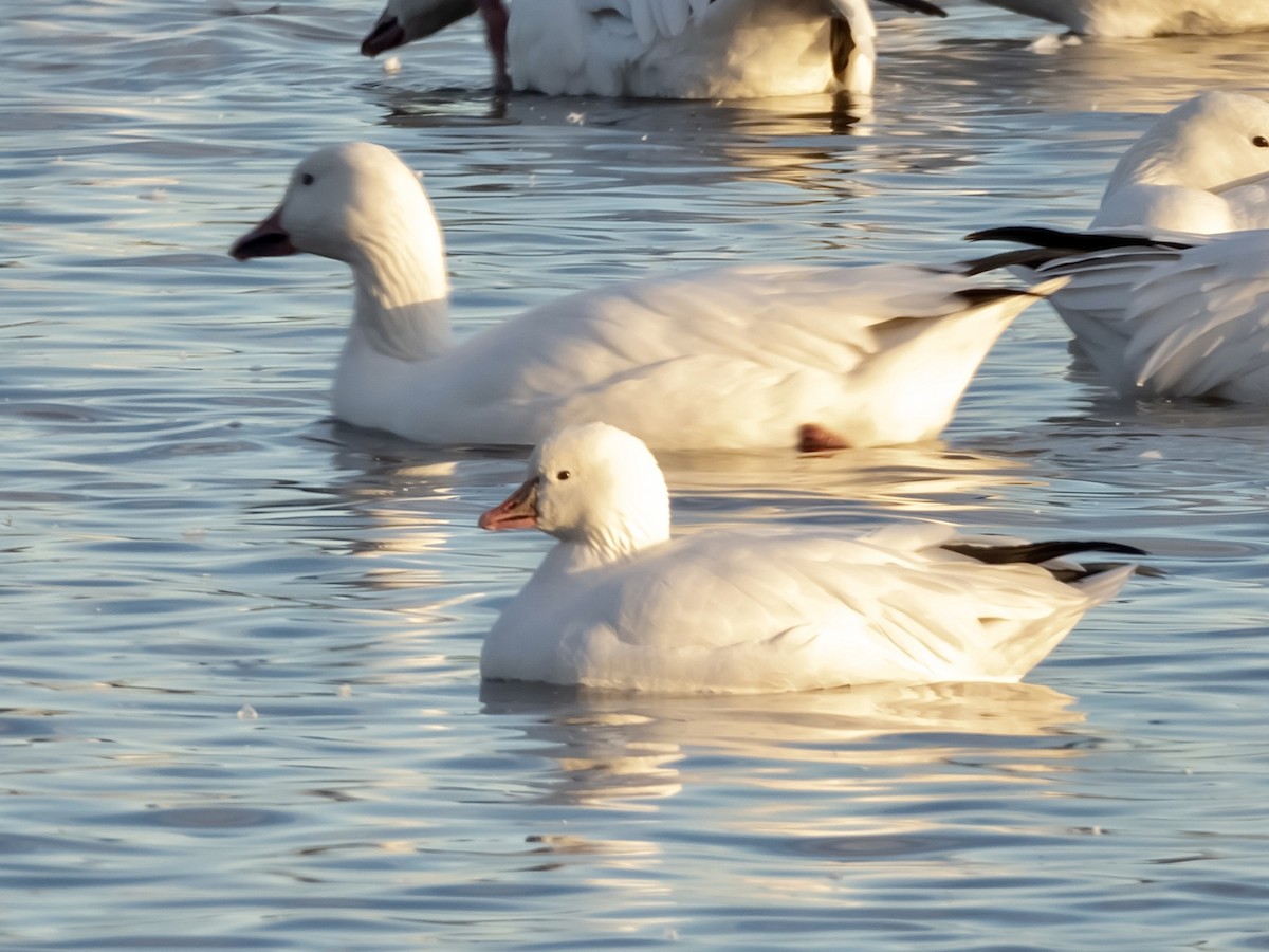 Zwergschneegans - ML644383775