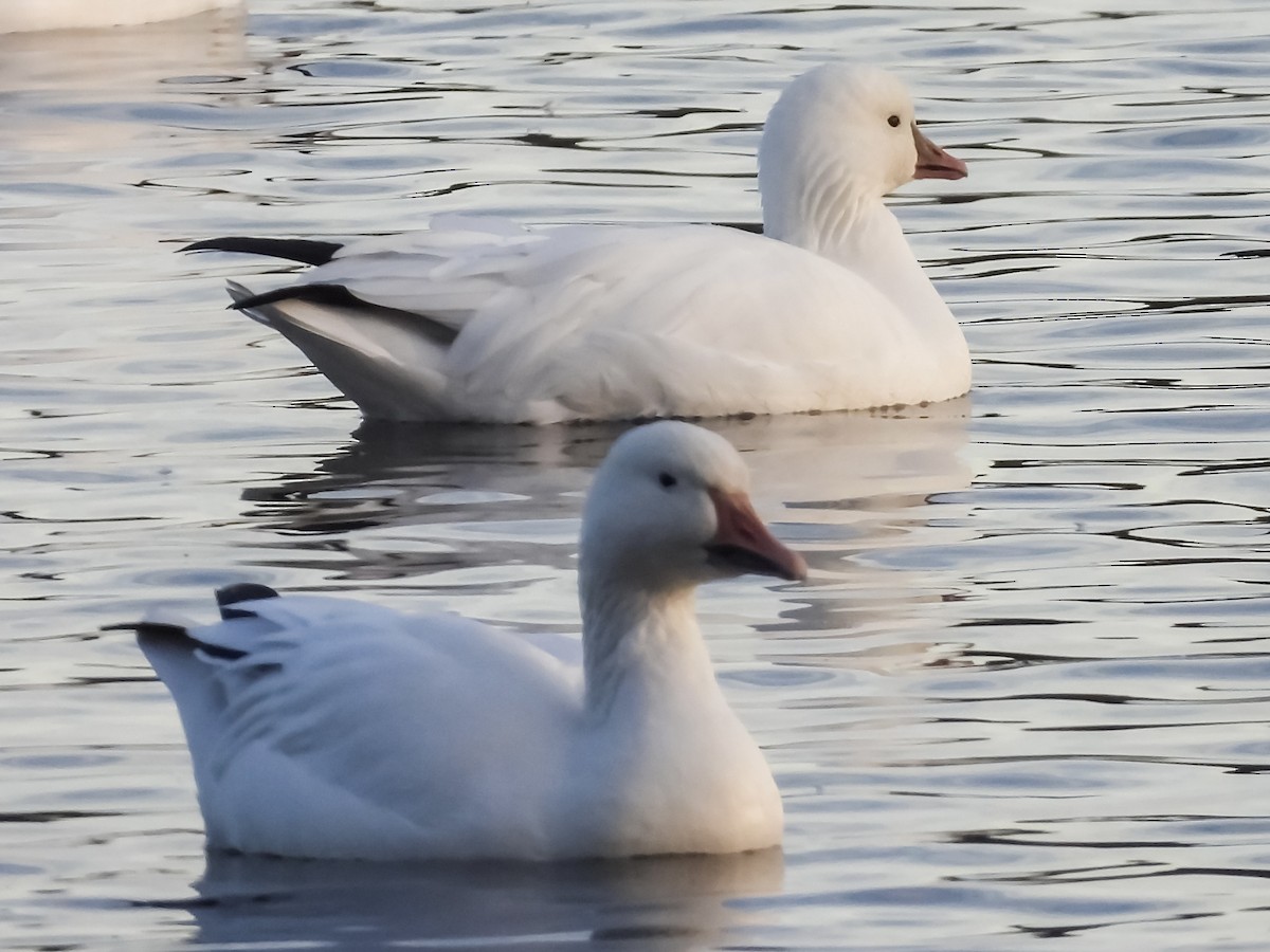 Zwergschneegans - ML644383776