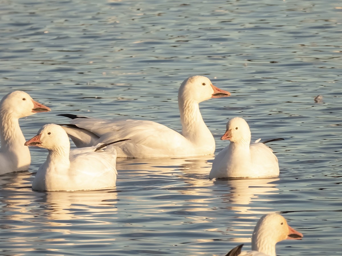 Zwergschneegans - ML644383777