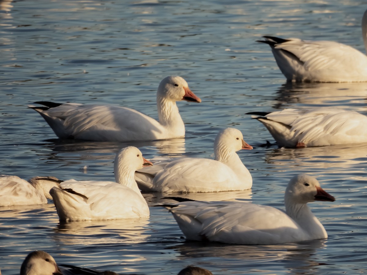 Zwergschneegans - ML644383778