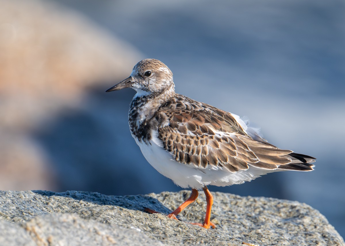 Ruddy Turnstone - ML644383784