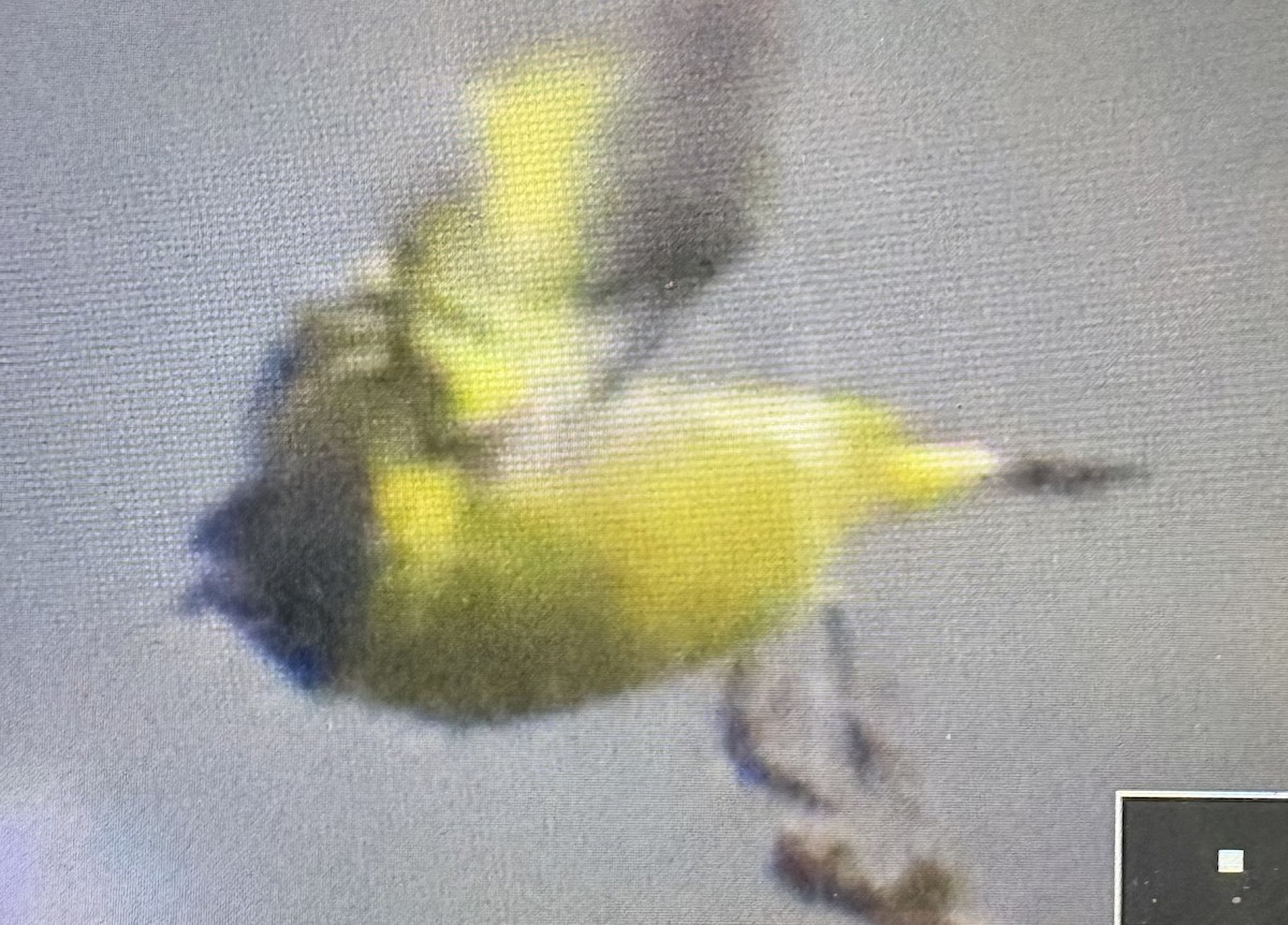 čížek jihoamerický - ML644383793